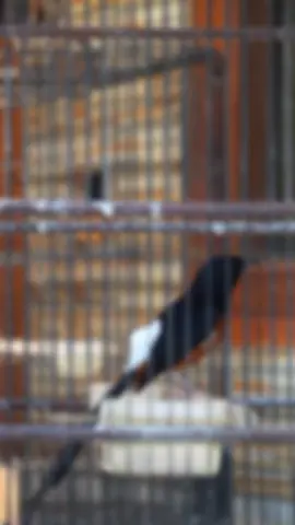 #muraibatu #muraibatuindonesia #muraibatumania #dampitbirdfarm #fypシ゚ 