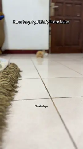 Bawel iya, manja iya, nurut iya, gemesin udh pasti.. ayoo apalg yg blm disebut… #シ゚viral🖤tiktok #kucingtiktok #anakkucing #pesekcebol #munchkincat 
