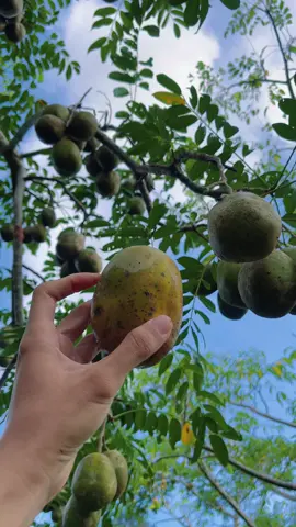 Bứt cóc chín cây #xuhuong #vuoncuacuong 