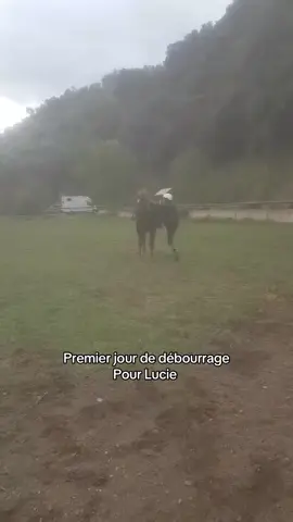 Premier jour de débourrage pour Lucie  Une jument au top du top pour une première fois montée 🤩 #equestrian #debourrage #younghorse #horse #fyp 