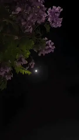 𝘾𝙝𝙖𝙡 𝙆𝙤𝙞 𝙣𝙖 𝘿𝙞𝙡𝙖 🥺🖤🥀 || 𝑹𝒆𝒑𝒐𝒔𝒕 𝑹𝒆𝒒𝒖𝒆𝒔𝒕 ||🫶🏼 . . . #views #Lyrics #aestheticvideos #shifa_aestix2 #unfreezemyacount 