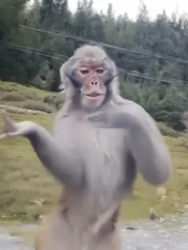 Diem bosen #monyet #velocity #danse  #fyp 