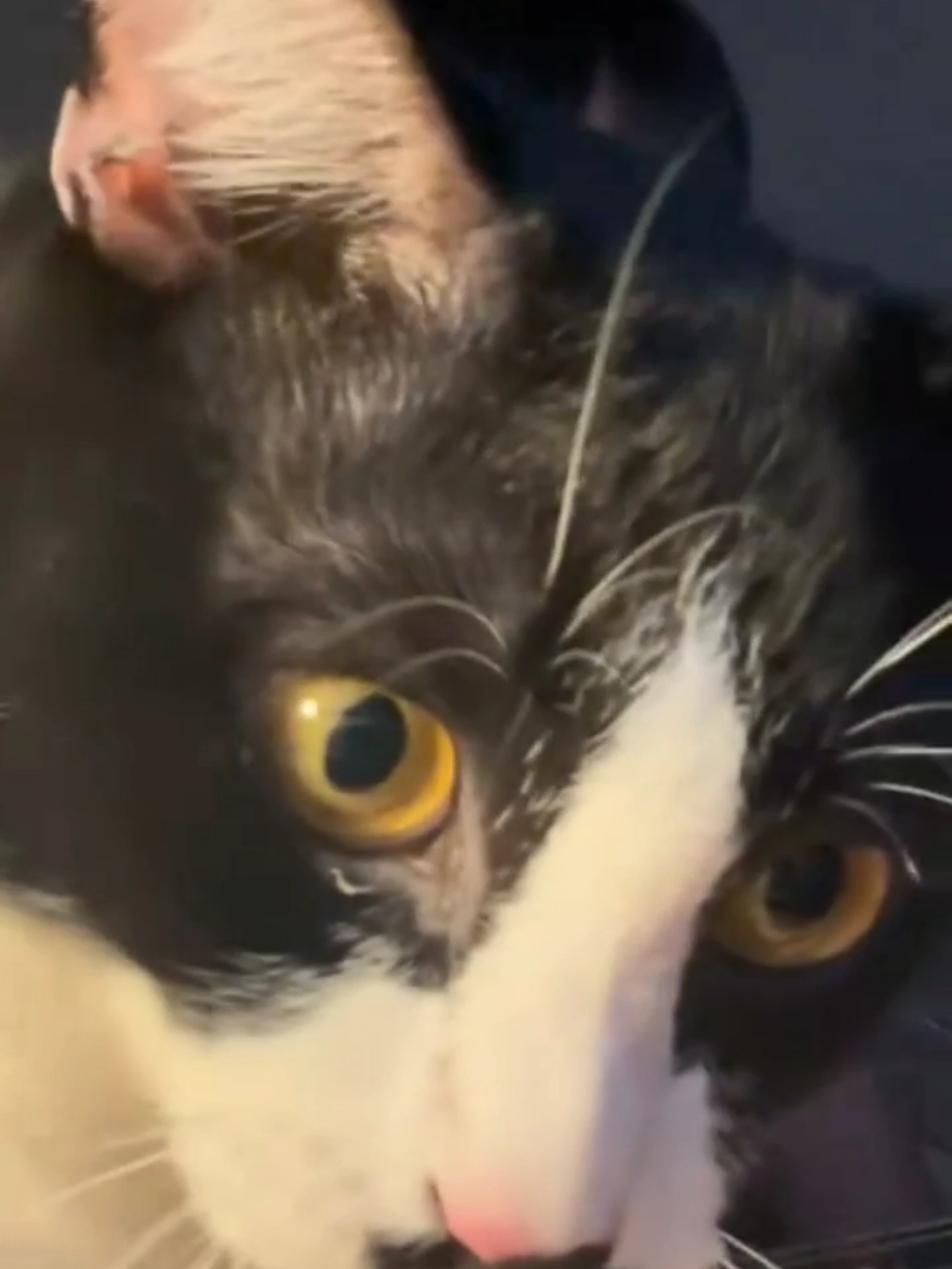 #cat #cute #catvideo #cutecat #funny 