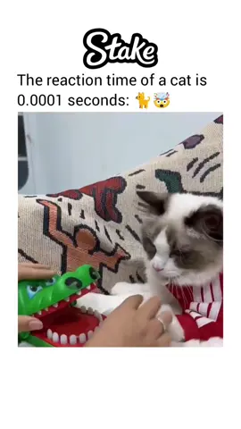 #cat #animals #viral 