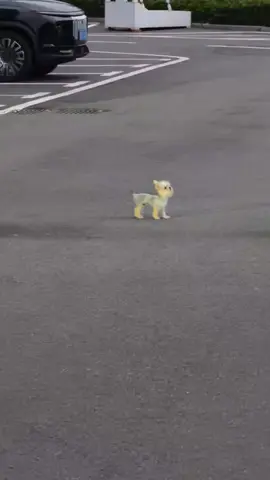 the story of a cute puppy what I found on the street #puppy #rescueanimals #puppytiktok #pet #fyp 