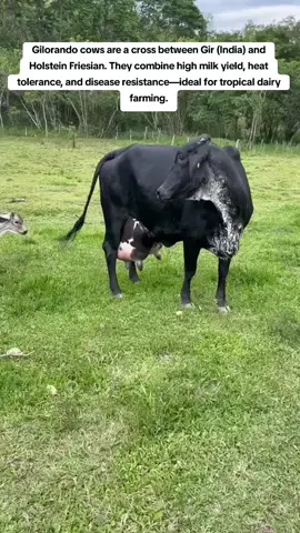 Gilorando cows are a crossbreed between Holstein Friesian (high milk producers) and Gyr cattle (a hardy Indian Zebu breed). ✅ Key Features: Milk Production: High yields, more than local breeds, though slightly less than pure Holstein. Adaptability: Tolerant to hot climates, drought, and tropical diseases (from Gyr genetics). Body: Medium to large size, strong frame, and good udder shape. Milk Quality: Good butterfat and protein levels, better than Friesian. Temperament: Generally calm, easy to handle. 👉 Farmers choose them because they combine productivity and adaptability, making them ideal for tropical dairy farming.#girolandoheifers #girolandocow #eastafricatiktokers🇹🇿🇺🇬🇰🇪 #farmlife #farming 