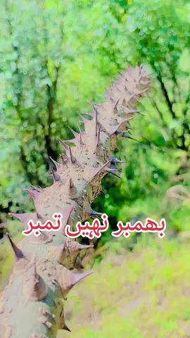#famous #foryourepage #سوشل_میڈیا_سیل_راولاکوٹ #everyonehighlightsfollowerseveryonehighlightsfollowerseveryone #everyonehighlightsfollowerseveryonehighlightsfollowerseveryone #جموں_کشمیر_جوائینٹ_عوامی_ایکشن_کمیٹی #AJKRightsmovement 