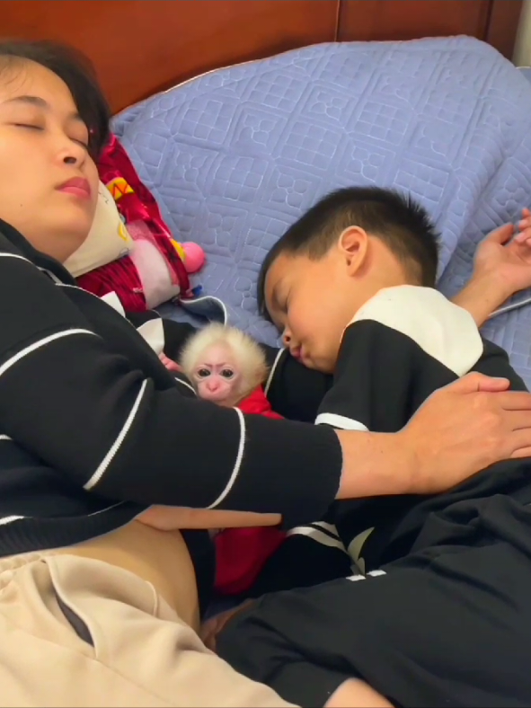 Monkey Baby Wakeup and plays with Mother 😊 #bibimonkey #babymonkey #monkeydluffy #monkeysoftiktok #unitedstates 