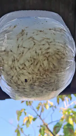 bibit vannamei f1 air tawar #petambakudang #tambakudangvanameindonesia #bibitudangvaname🦐 #udbintangvannamei #beranda 