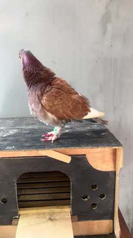 Bulu mulai rontok “tantrum”istirahat sejenak  #merpatilovers #fyp #merpatikolongindonesia #merpatikolongbebas #merpatikolong 