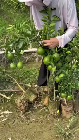 #bajakhaslimau #bajapokok  #bajalimau #bajapokoklimau #baja 
