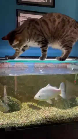 A cat fishing in an aquarium #cat #funny #animals #cats #reels 