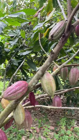 coklat#suasanadikampung #fypsounds #coklat 