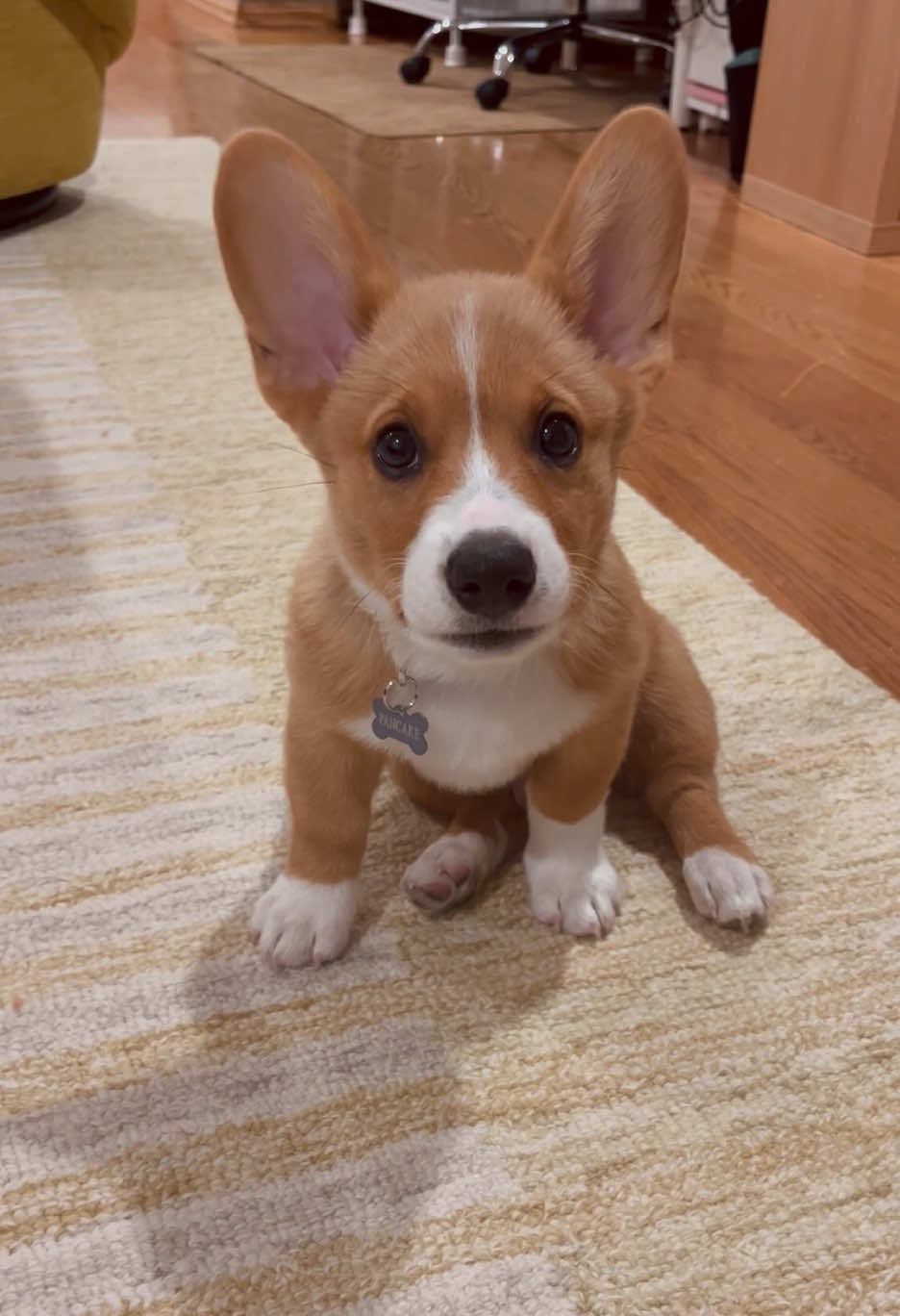 What am I going to do with him? 😅 どうする？ #コーギー #コーギー犬 #corgi #corgipuppy #sassydog