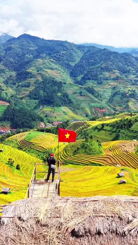 Đi cố để còn săn đc chút lúa vàng mù cang chải #muavangmucangchai #ruongbacthangmucangchai 