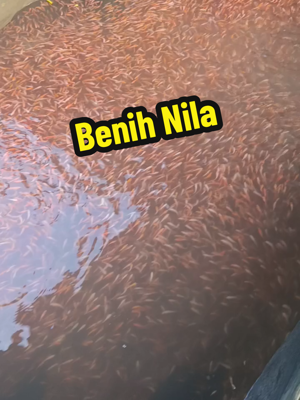 #fyp Benih Nila siap kirim