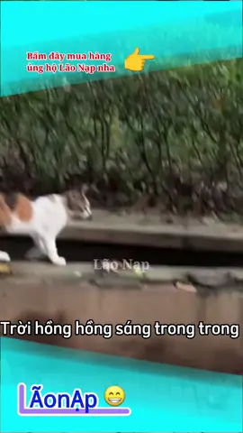 Lu Bông bắt con bua 😁 #laonap 