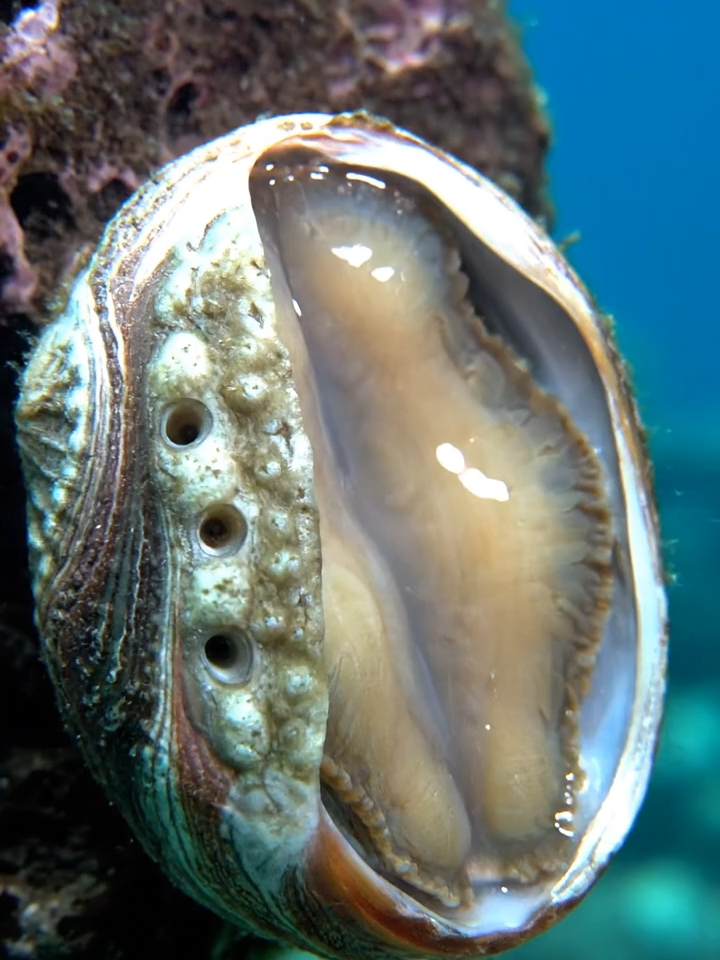 Bào Ngư #autotoolai79 #abalone #xuhuong #trending #viral #fyp #tiktok #dethuong #cute