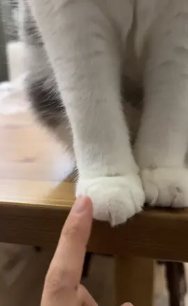 😼: Bỏ cái tật nha mạyyyy #fypシ #fyp #cat #cats 