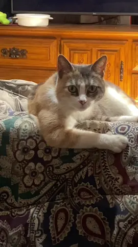 #gatos #fuerte #strong 