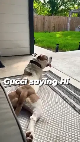 Surprised how many of you say you love me… but do you love my boy Gucci too? Say hi to Gucci 🐾❤️#gucci #obriencaldwell #fypシ #sunday 
