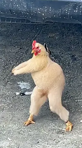 Động vật đáng yêu #xuhuong #chicken #dance #funnyvideos #pet 