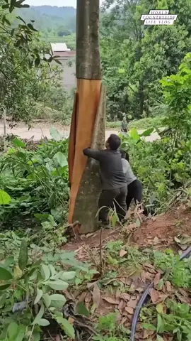 You Probably Eat this Bark Every Single Day 😲 #shorts #cinnamonrolls #cinnamon 