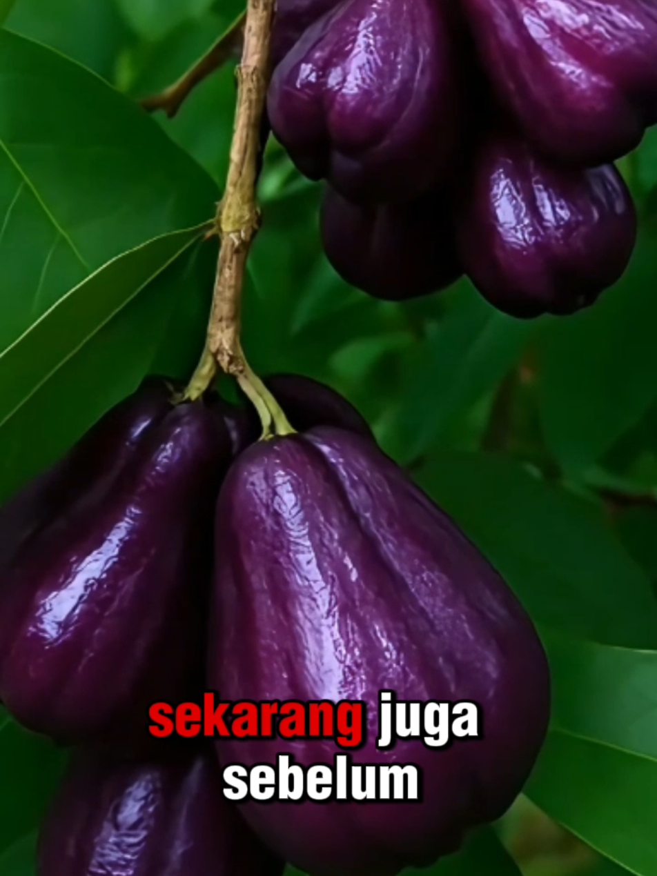Bibit Jambu Citra Ungu hasil okulasi#bibitjambuungu #bibitbuah #tanamanbuah #bibitokulasi #jualbibitmurah      