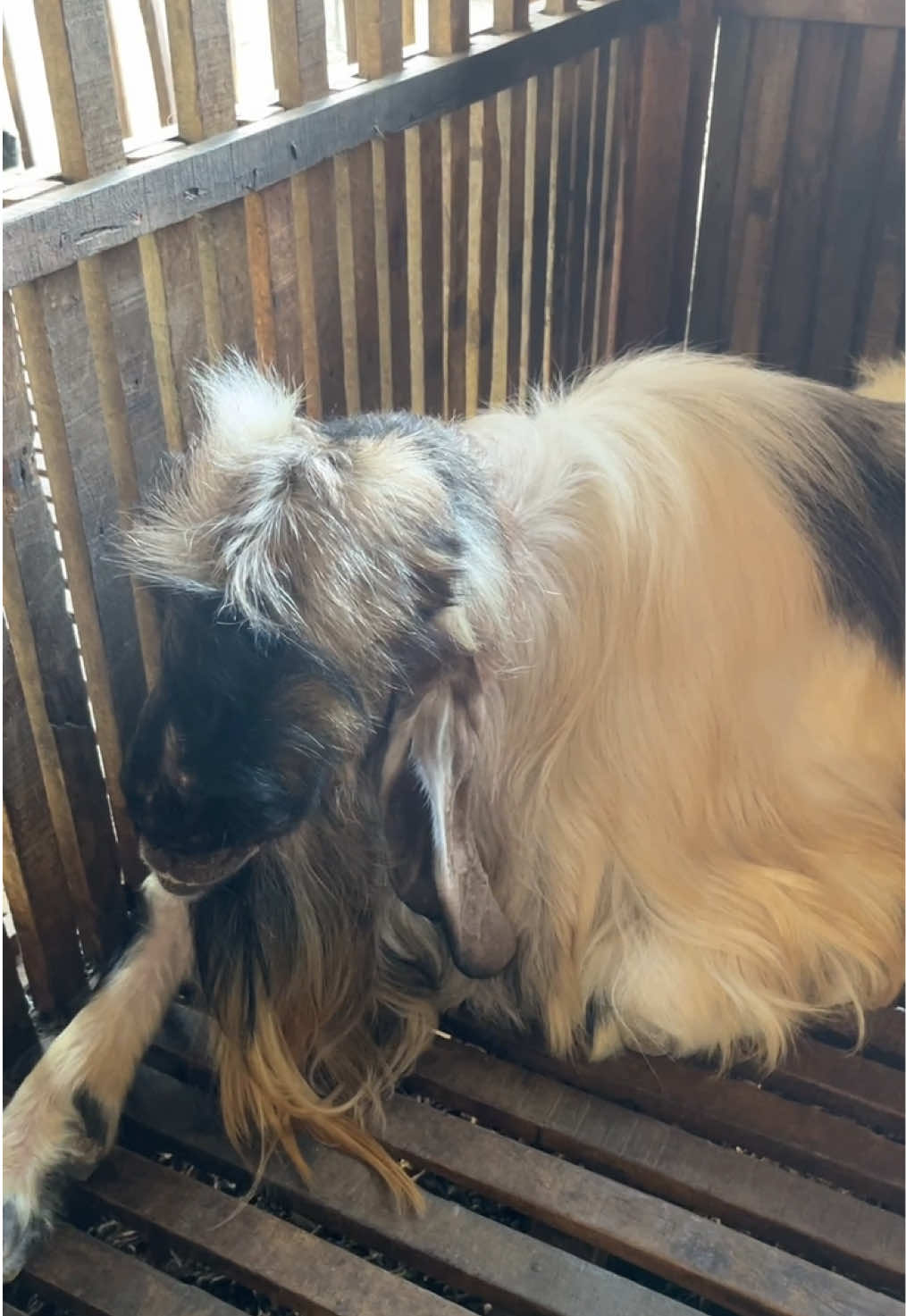 Perkandangan #kandang #kandangkambing #kandangsobatngaret 