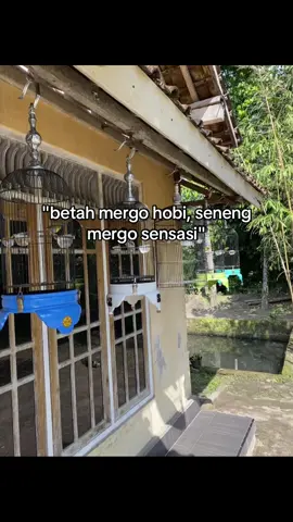🤙🤙#wdbrdfm#kicaumania#plecimaniaindonesia#sogonmaniaindonesia 