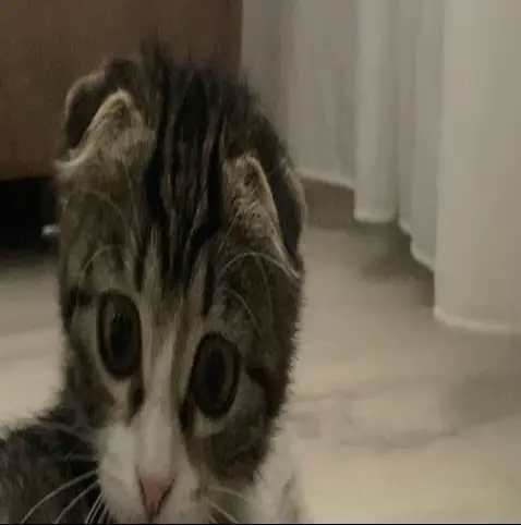 #fyp #creator #cat #рекирекомендации 