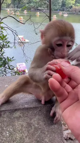 Cute Fork Treasure Mother and Child#Monkey 