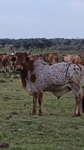 Enkiteng  ole Kasoe ❤️ #onthisday #healthy #tik_tok #kenya #fyp 