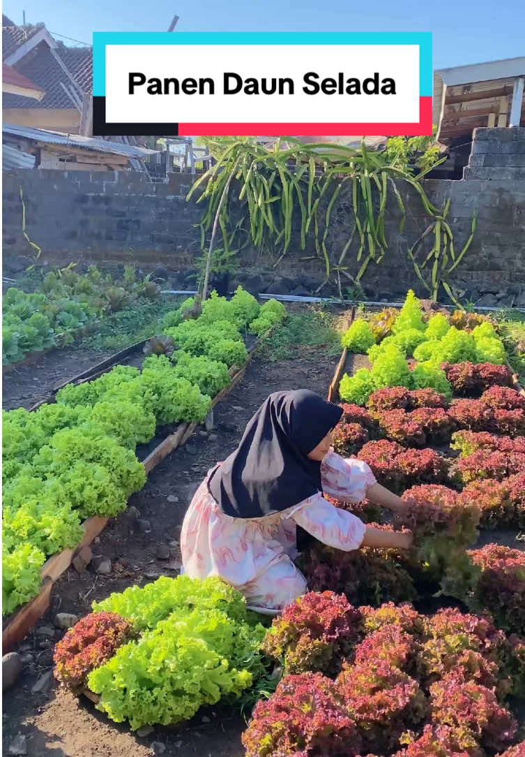 Panen daun selada dihalaman rumah #panen #selada #antiperspirant #hobebar @HOBEBAR-ID 