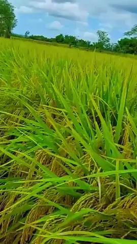 Padi Manpan 05 Siap Panen #ptbhdinvestama #pyfツ #fyp #tiktok #pyfツviral_❤ 