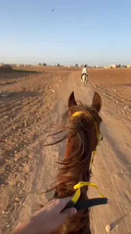 بلالوو🖤#its_bilalo7  🏇🖤