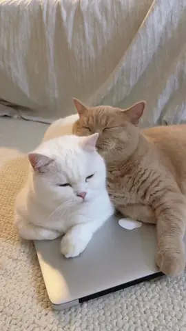 kami Dr PULEN - Putih Love Oren tidak bertikai seperti yang fyp 😾😄🙏🤣#fyp #funnycat 