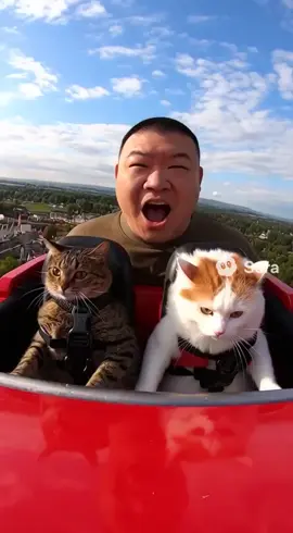 #kucingtiktok #catsoftiktok #cat #funny 