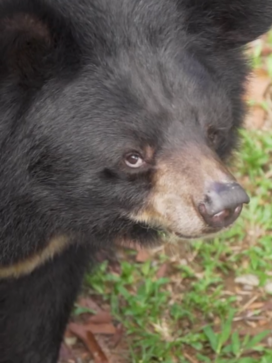 Her ears are SO perfect.  A round of applause for Tung everybody. The cutest Moon Bear I ever did see.  She is a precious rescued bear, rescued back in 2012 by Free the Bears. She is now living a safe and comfortable life in their beautiful Cat Tien sanctuary. If you want to support these bears, I've popped a link in my bio 🖤🌜 A little goes a long way! #conservation #FreeTheBears #MoonBear #animalplanet 