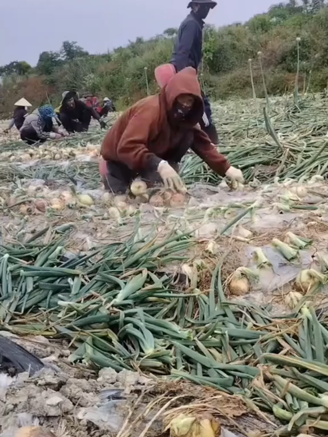 Lương cao ở Hàn đây không dễ kiếm đâu mọi người nhé !!!