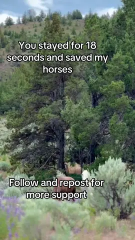 You stayed and saved my horses , follow more and reposting to save more and more#rescue #rescue #usa #homeofhorses #happyhorse 