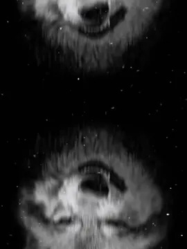 #CapCut صورتك وبسس🔥🔥 . . . #تصميم_فيديوهات🎶🎤🎬 #إسلام_كابونجا #fyp #الشعب_الصيني_ماله_حل😂😂 