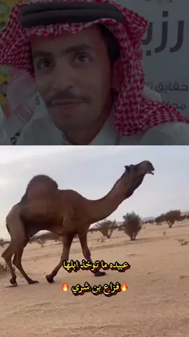 #الضياغم_عبيده_حكام_نجد #البل  #المسارده_ولدالحارث_عبيده  #كلام الخليجين في مزاين الظفره عن فزاع اكثر انتاج  الفردي العالي  