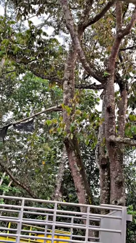 cerahh#rxkingindonesia 