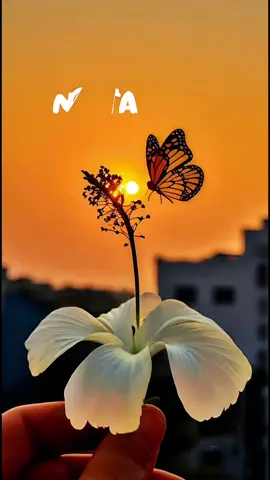 #CapCut #paratii #buenosdias #noolvidessonreir #airamangel22🦋 