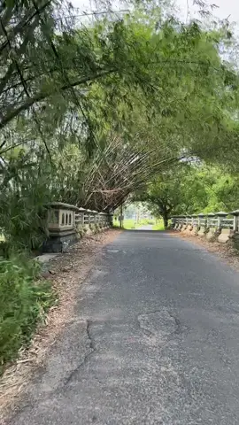 Ada yang pernah lewat jalan ini ? Ruas jalan Desa Tergambang Kecamatan Bancar Kabupaten Tuban  #tergambang #bancar #tuban #jalanjalan #viral