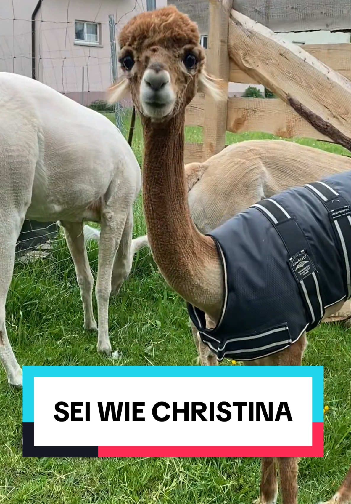Guten Morgen, Christina! ❤️ #alpaka #christina #lustig #freunde #fyp