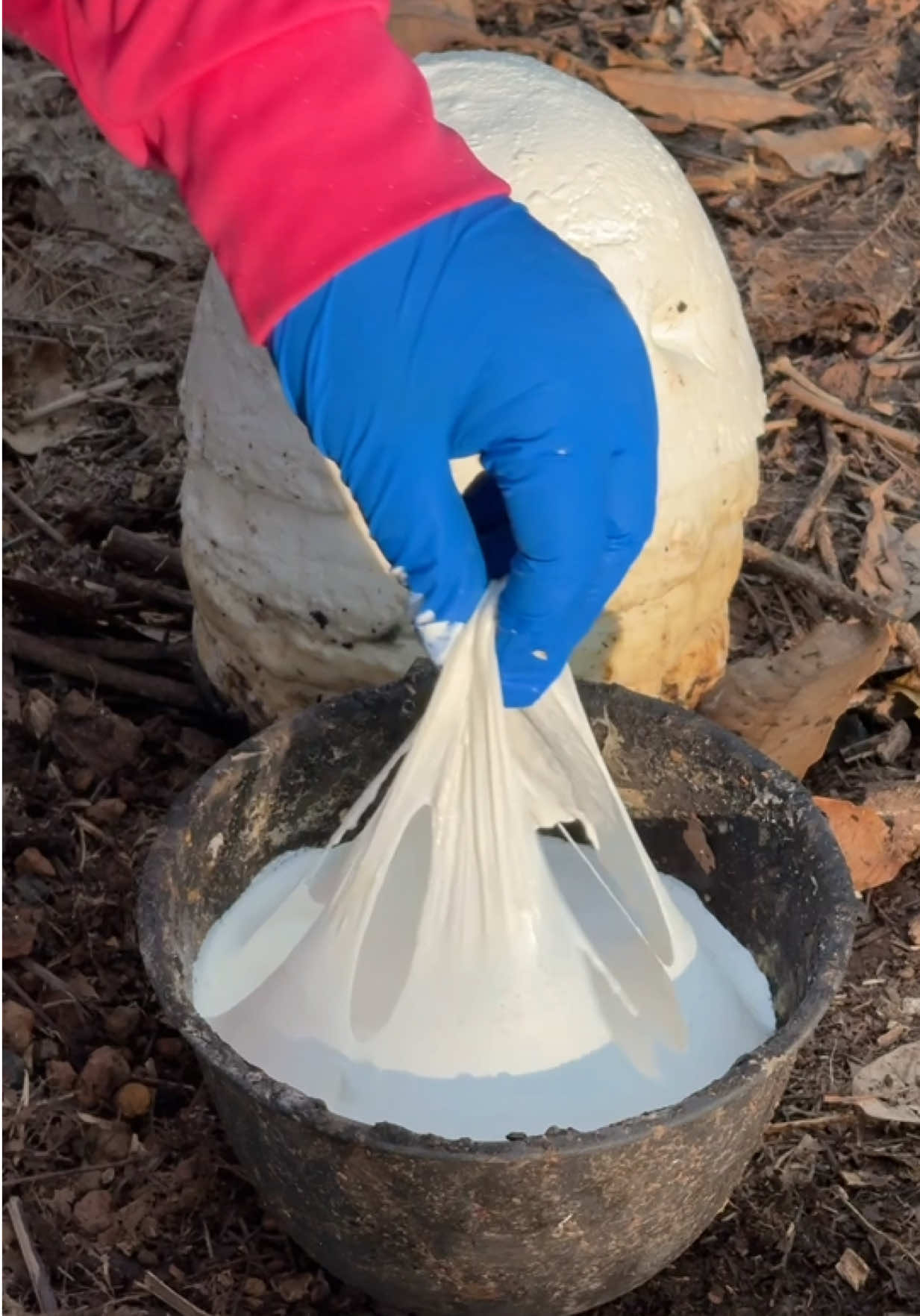 ค้ำก่อนยางโหง่ย😆 #ยางพารา #rubber #ชื่อเบลนะสาวสวนยาง🌳 #ชาวสวนยาง #สาวสวนยาง 