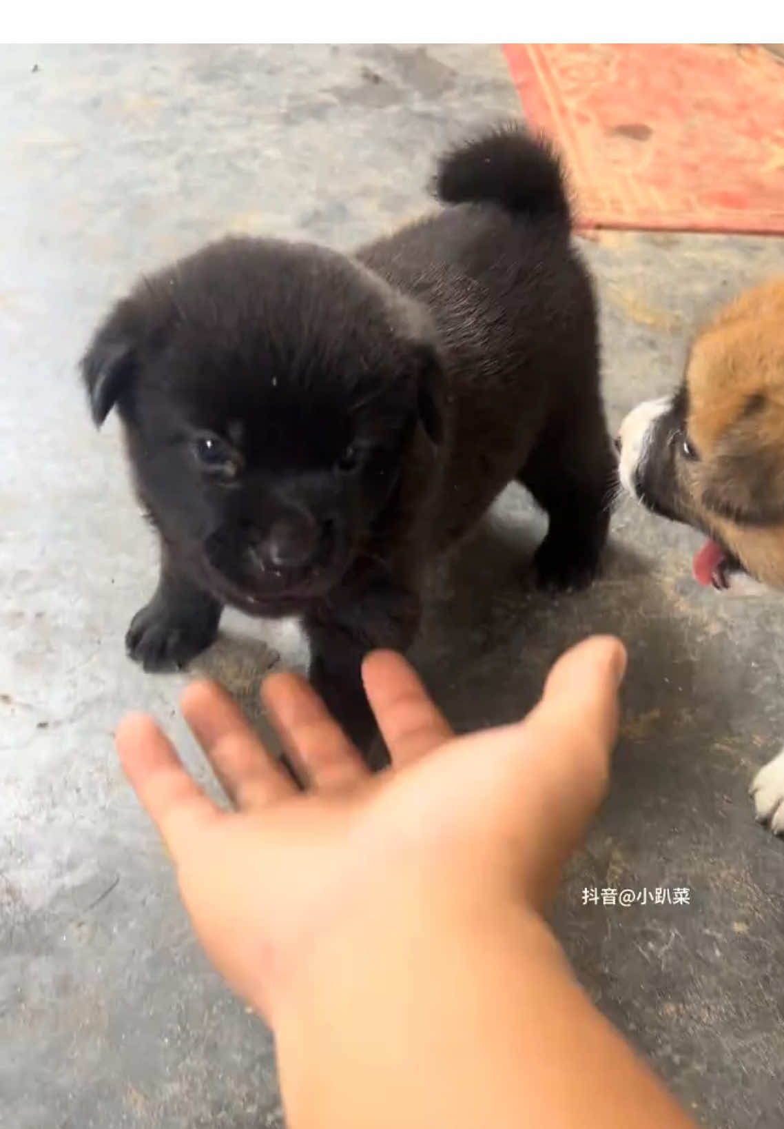 #puppy #dog #cutedog #pet #foryoupage 