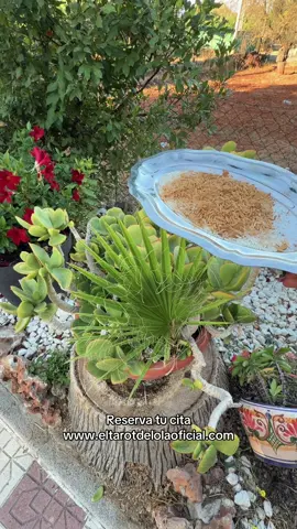 Arroz y canela el primer domingo del mes #vidente 